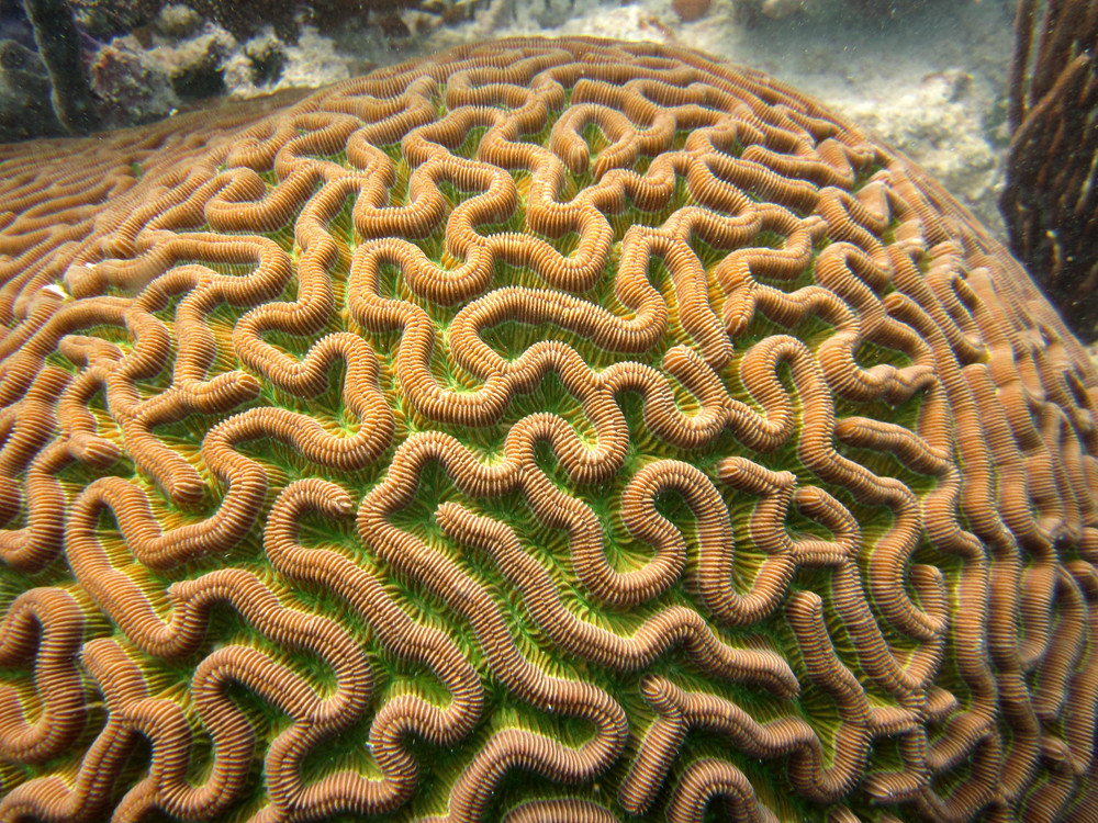 Boulder Brain Coral Scientific Name Colpophyllia natans FWC Fish