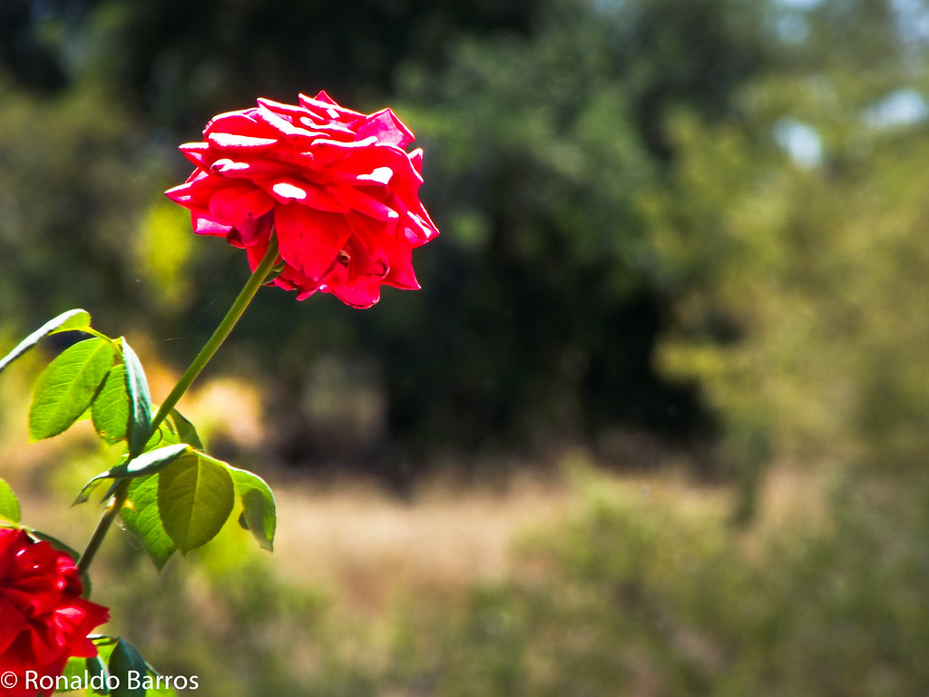 Uma flor para outra flor! Ronaldo Barros Flickr