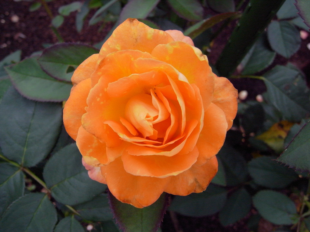 orange upjohn_freak Flickr