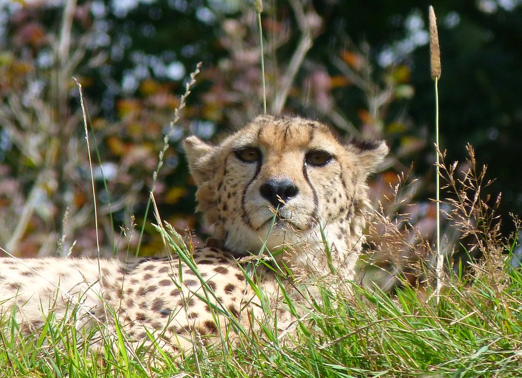 I had a brilliant day at Dartmoor Zoological Park today. … Flickr