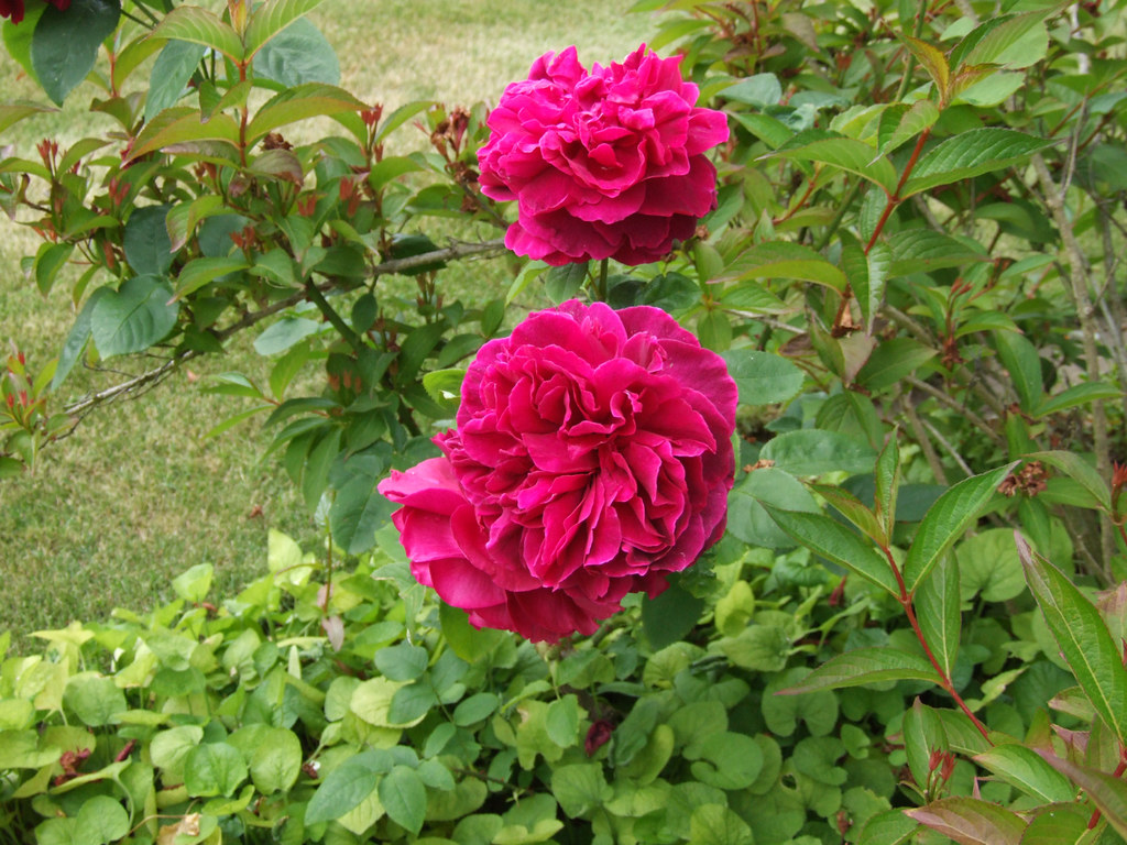 2009 06 22_Jersey Holiday_0951 Roses In Jersey CI 2009 Flickr