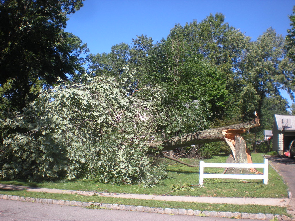 Fallen Tree, 147 Forest Avenue, West Caldwell, NJ Although… Flickr