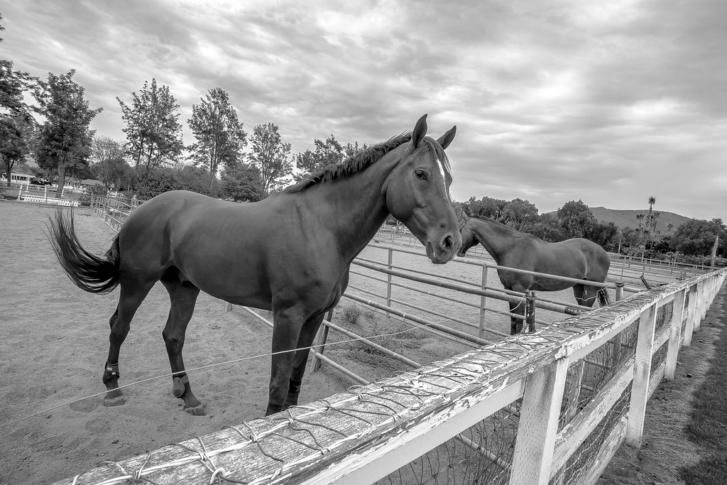 Aphotos13 horses in moorpark california California Photographer
