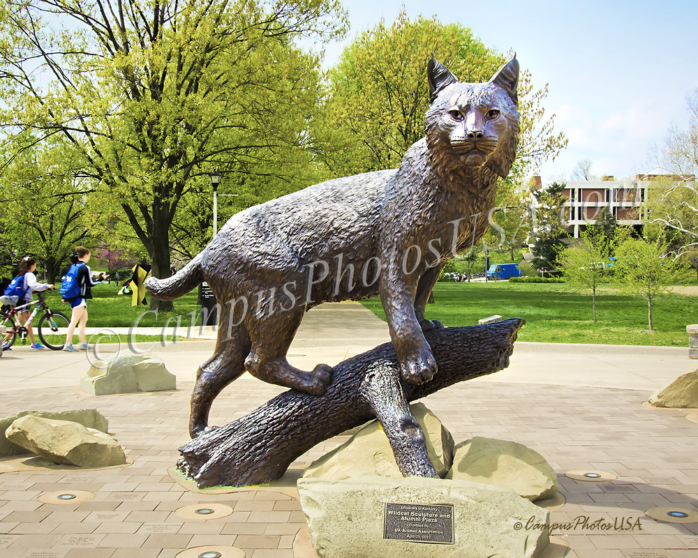 UK Wildcat Statue, the University of Kentucky/Color Photo_… Flickr