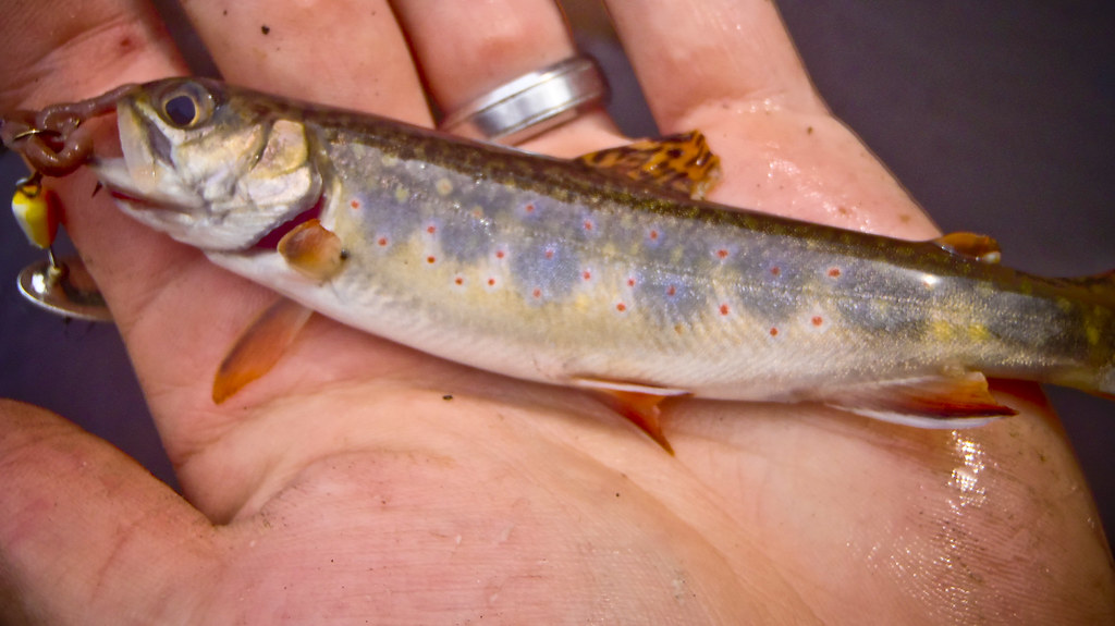 Upstate NY brook Trout 9 Aug 2011 Daniel Roloff Flickr