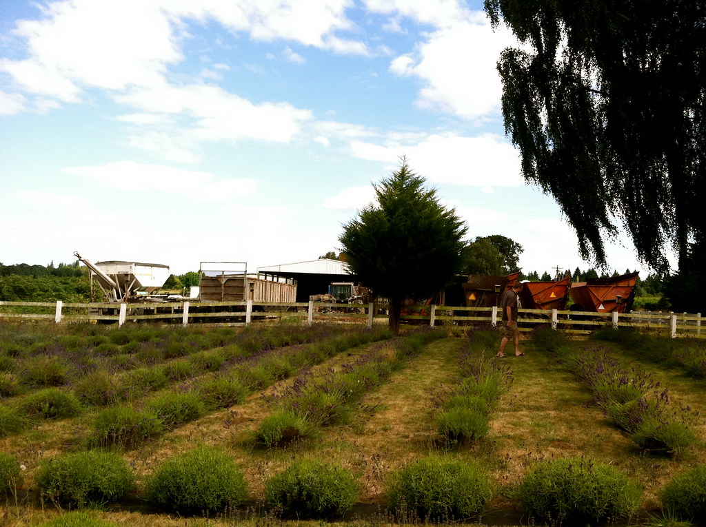 Sauvie Island Lavender Farm 6 for 300stem ucut bundles,… Flickr