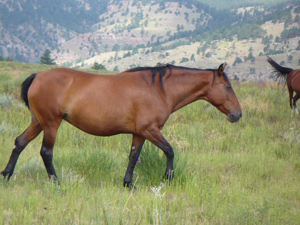 P1010251 Black Hills Wild Horse Sanctuary, Black Hills, So… Flickr