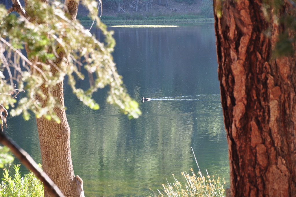 2011 08 21 Jenks Lake, Barton Flats, CA 073 Doug Carlson Flickr