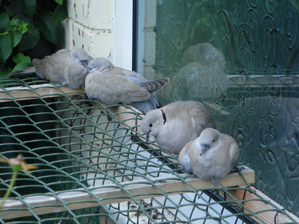 Baby pigeons and their mother A mother and her three baby … Flickr