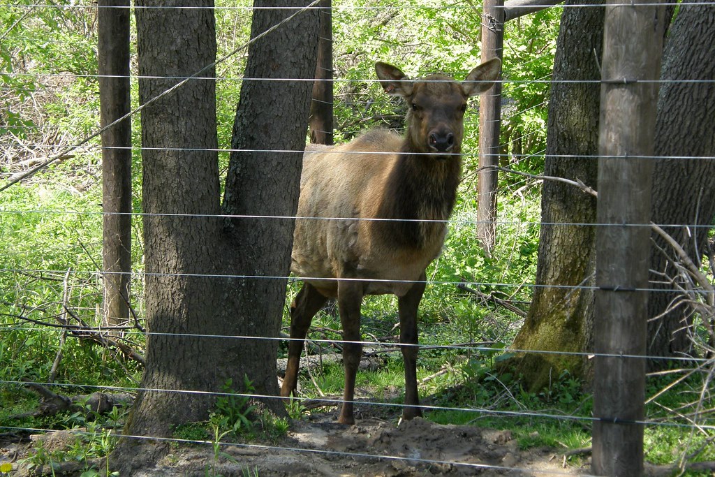 Niabi Zoo Niabi Zoo Coal Valley IL Jack Flickr
