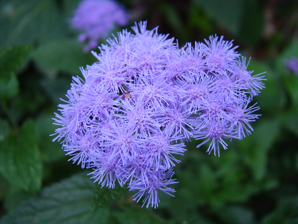 Ageratum Ageratum growing in my yard. tomsl8101 Flickr