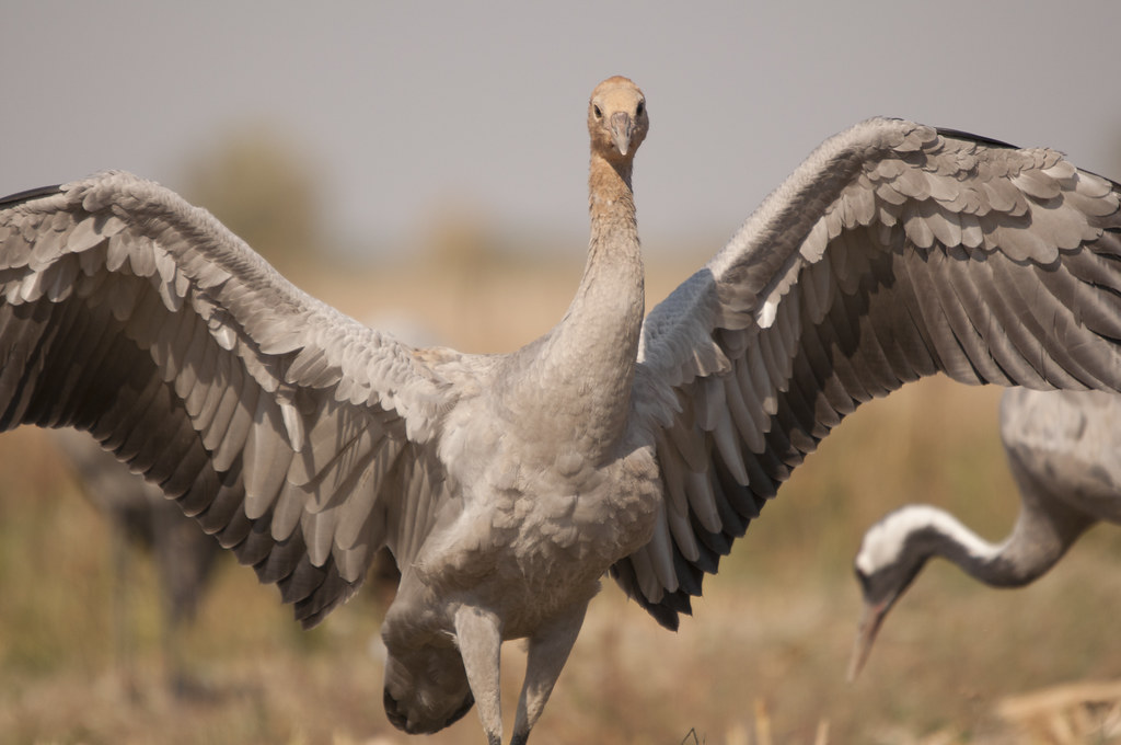 A Young Crane Flickriver Twitter Google + Frank Paul Silye Flickr