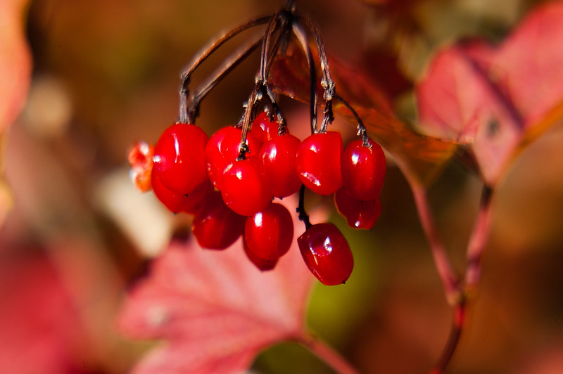Verbena berries Wolves Wild