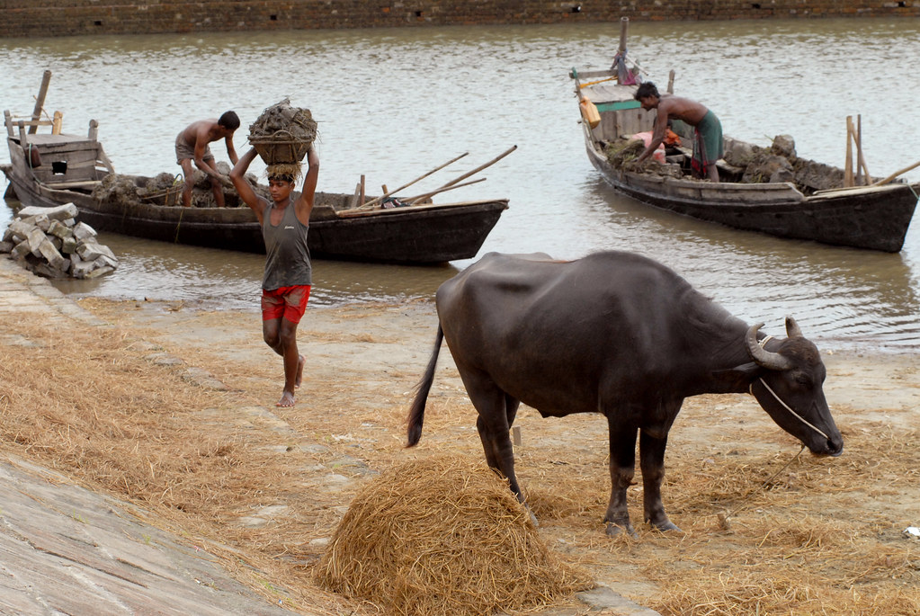 Fishermen with their catch and livestock, Bangladesh. Phot… Flickr