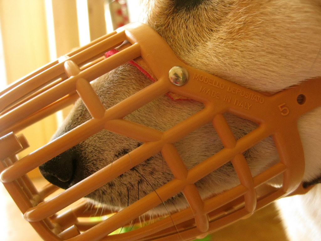 Italian basket muzzle, size 5 Should have enough room to a… Flickr