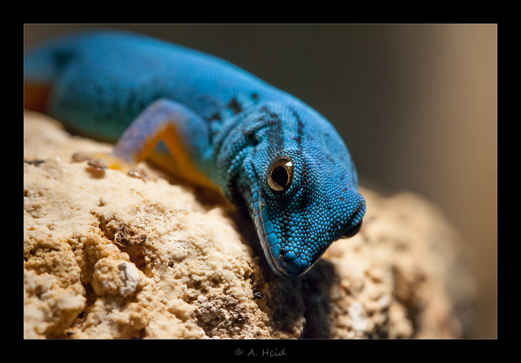 Lygodactylus williamsi Blauer Zwergtaggecko der LichtKlicker Flickr