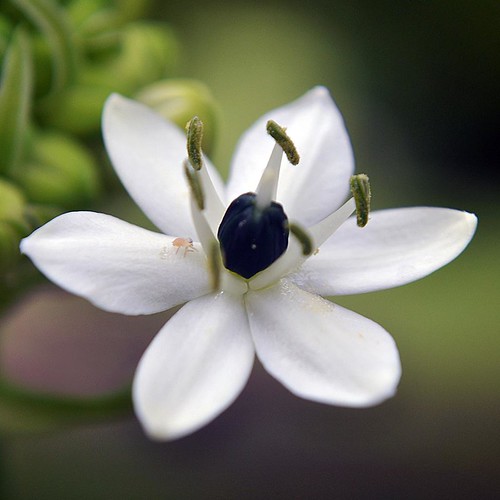 White flower with black center Kanapaha Botanical Gardens Flickr