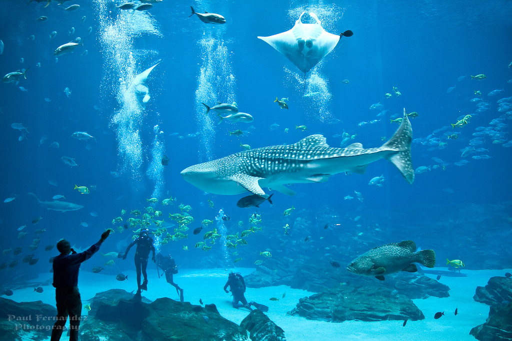 Whale Shark at the Aquarium in Atlanta Details bes… Flickr