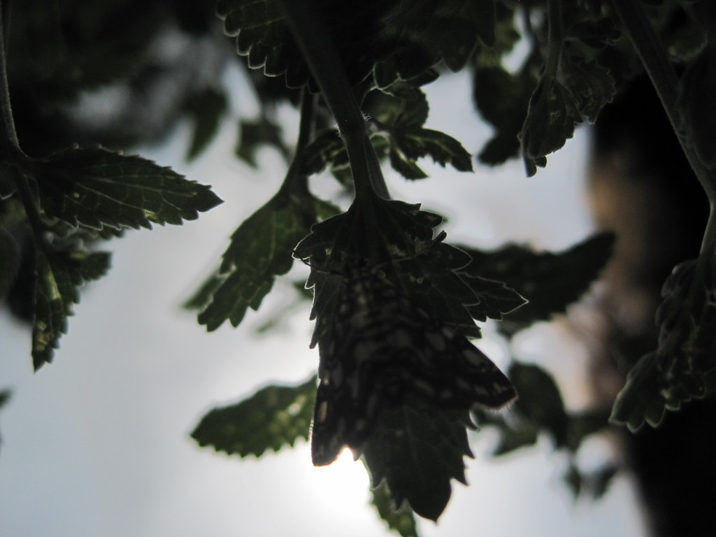 wales llanllyr garden 162 pitjies Flickr