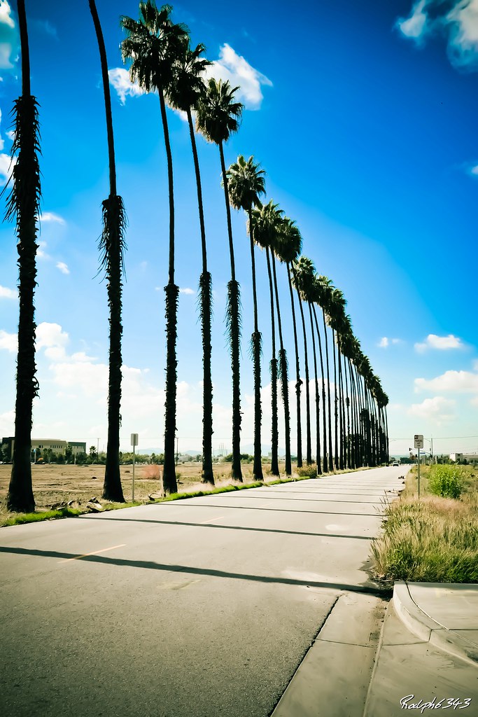 Redlands Palm Trees By Ralph6343 Redlands Palm Trees By Ra… Flickr