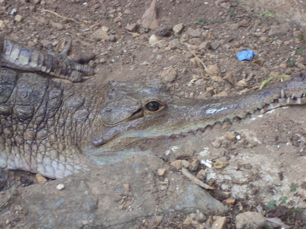 Nile Crocodile, a deadly creature Uvira, Sud Kivu, DR Cong… Flickr