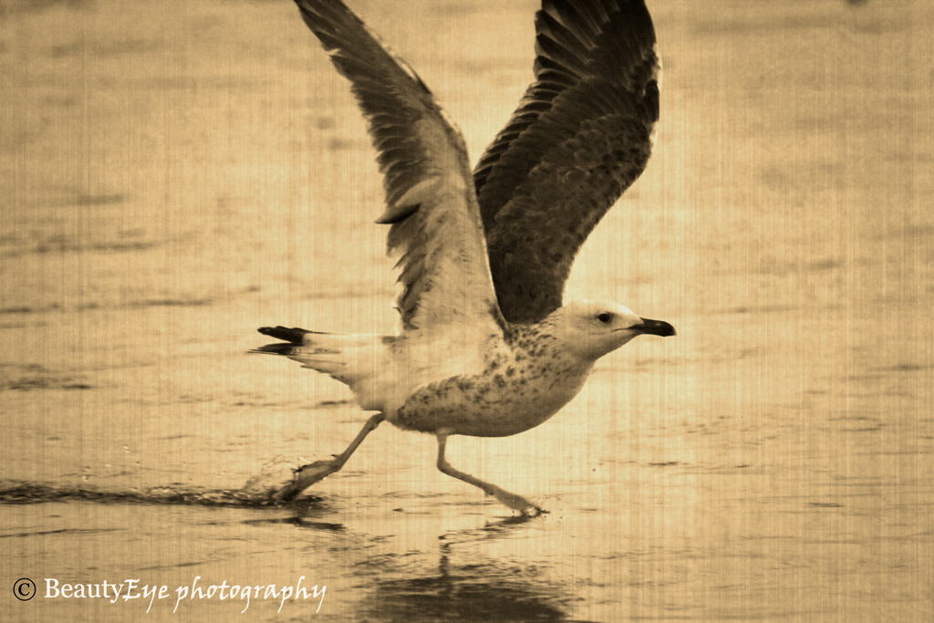 Seagull takeoff . . . This is from my second day shooting … Flickr