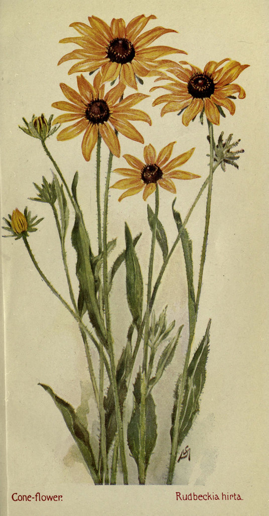 n582_w1150 Field book of American wild flowers New York,Pu… Flickr