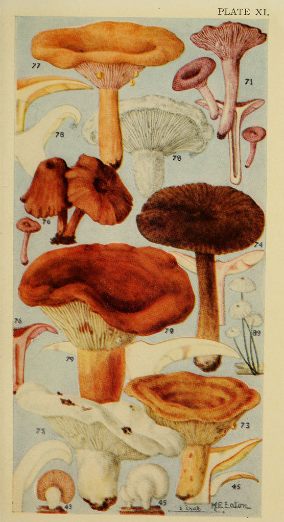 n274_w1150 Field book of common gilled mushrooms New York … Flickr