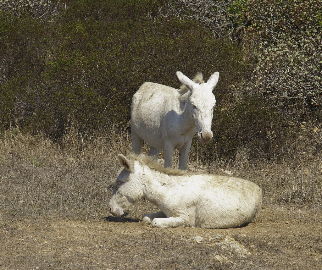 White Donkeys The Asinara donkey The Asinara donkey, in … Flickr