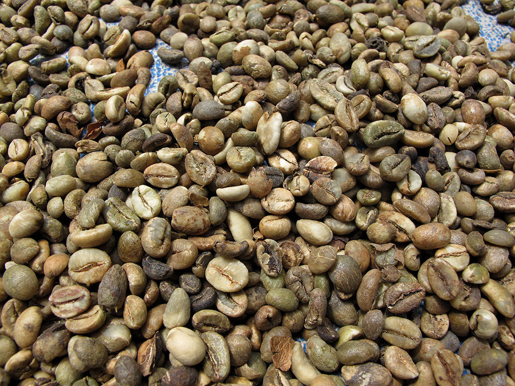 Closeup beans Coffee beans drying in the sun in the backy… Mindy
