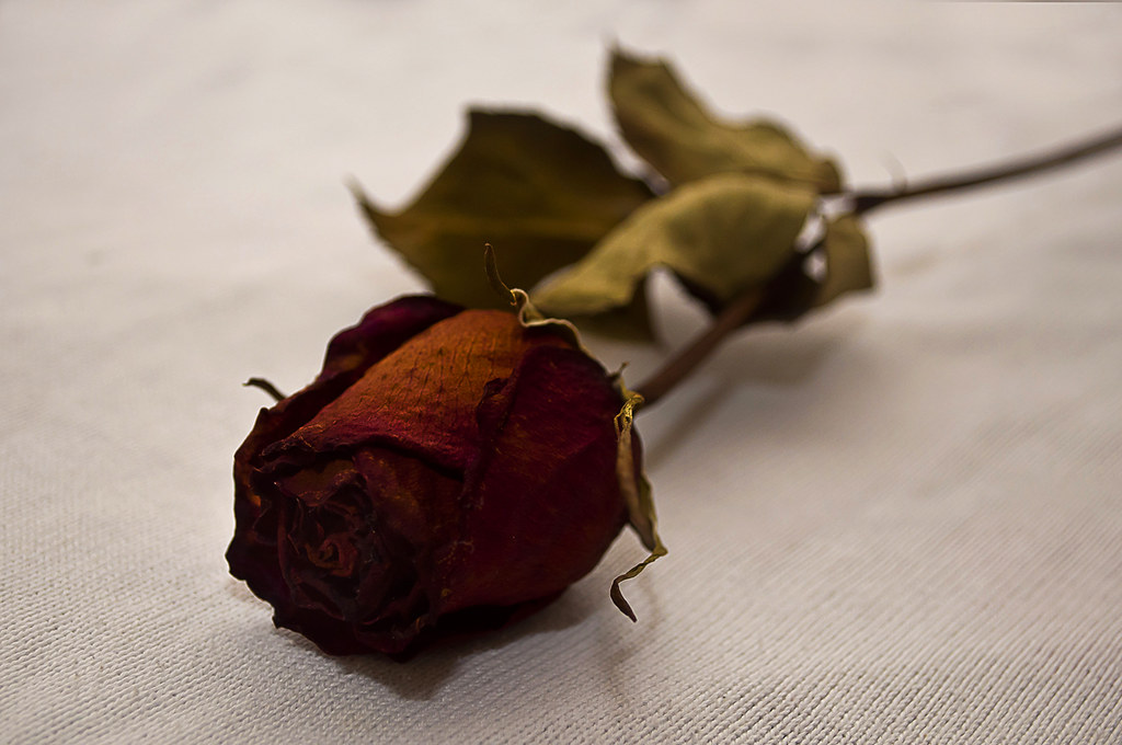 Dry Rose Never thought that drying roses would have this m… Flickr