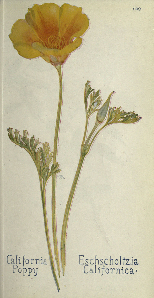 n632_w1150 Field book of western wild flowers London,C. [s… Flickr