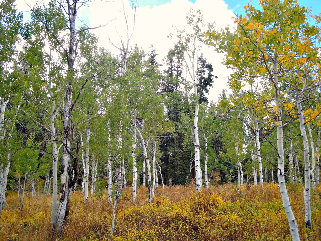 Quakies The Cabin In Autumn Tollgate Canyon Utah Heinz J Mahler