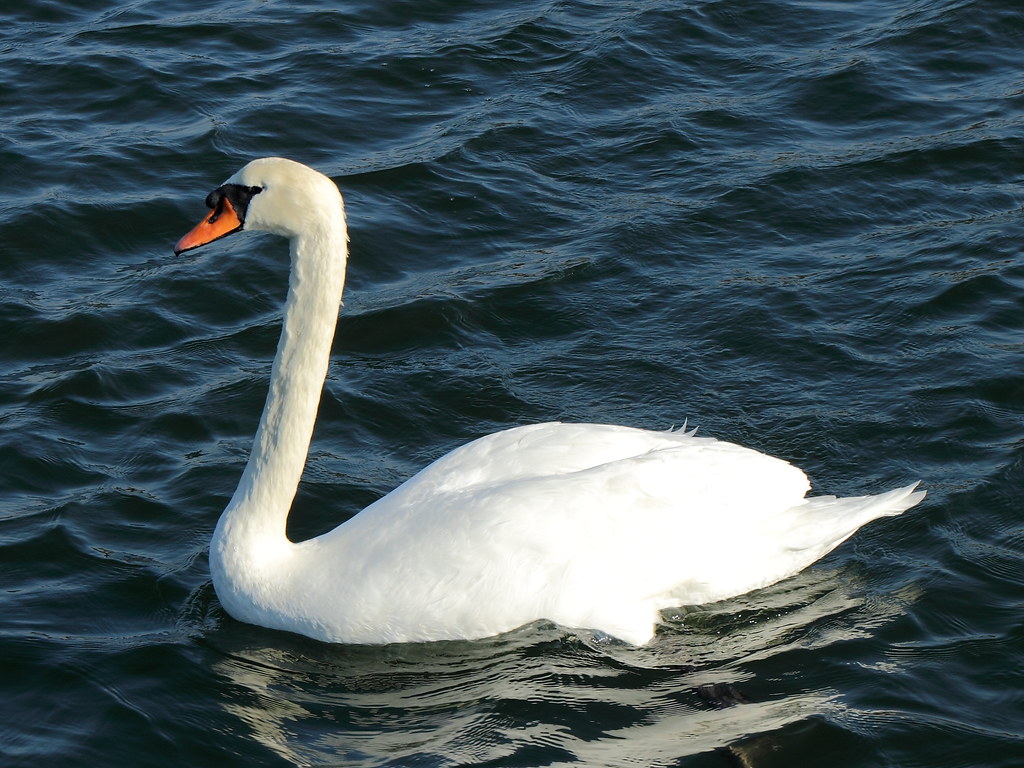Mute Swan (Cygnus olor) Mute Swan (Cygnus olor), in Center… Flickr