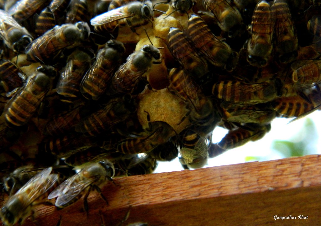 Nurse bee feeding the Queen bee larva Gangadhar Bhat Flickr