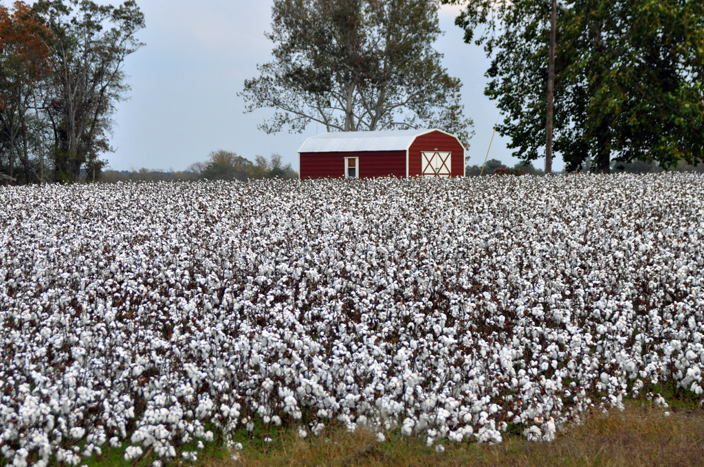 Cotton fields near Snead AL 17 Lawrence G. Miller Flickr