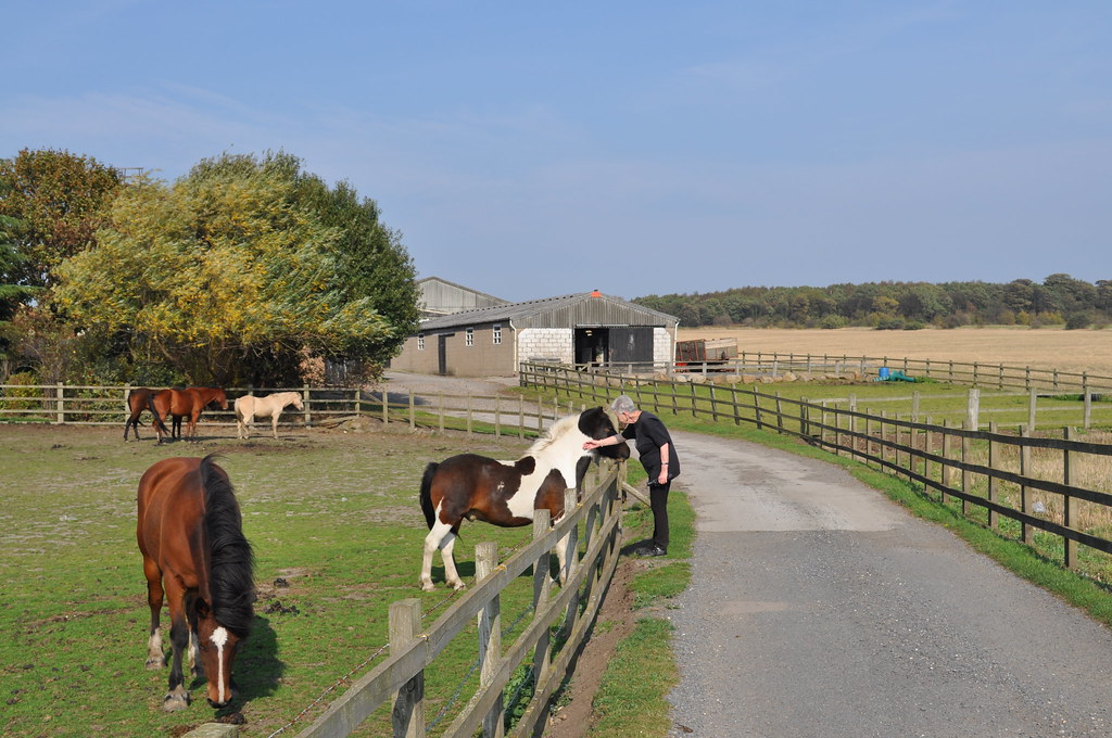 Skelton Moor Farm Halton Moor Wood makes a background to S… Flickr