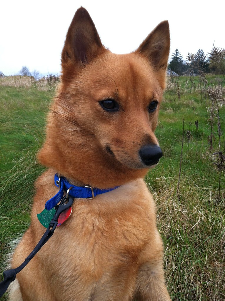 West Street, Amherst MA Flickr