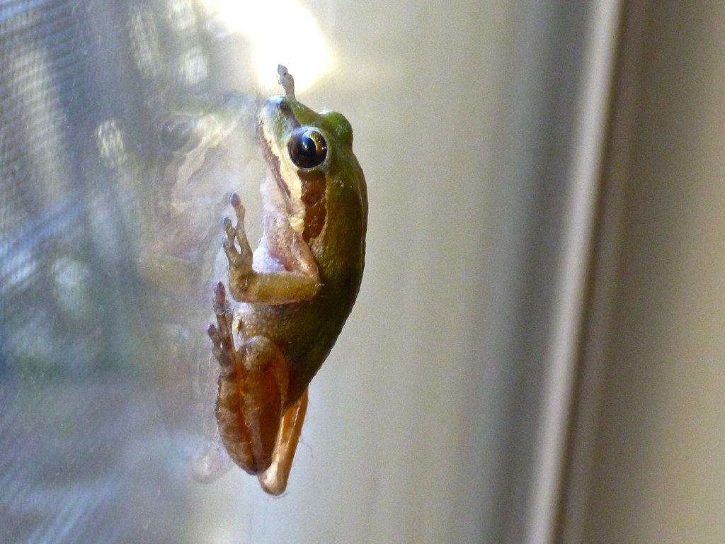 Frog Climb Climbing up the window. Andrea explained how it… Flickr