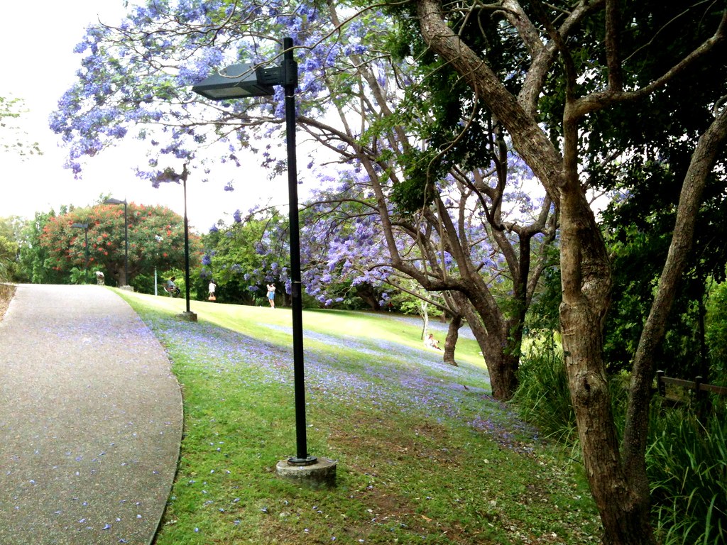 Jacaranda Trees in Bloom While pretty, the blooming of the… Flickr