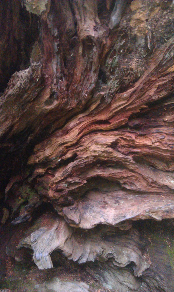 Giant Redwood Bark Giant Redwood Bark in National Forest, … Michael