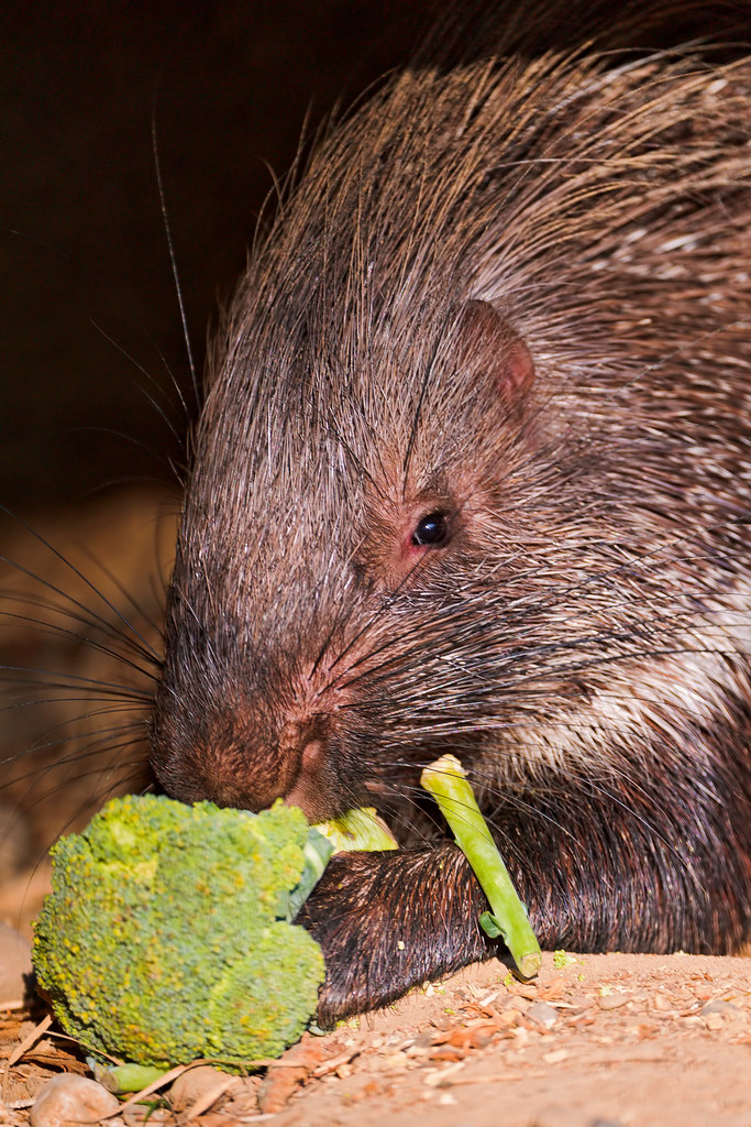 Porcupine eating broccoli This is one of the African porcu… Flickr