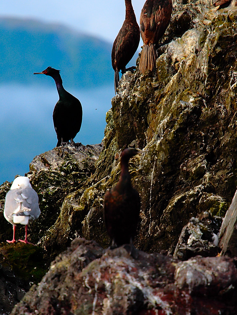 Cormorant A Cormorant on gull island in Homer Bay Steve Betts Flickr