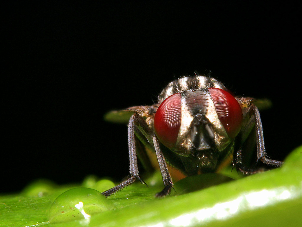 Fly in the Rain I had to do this very quick because of the… Flickr