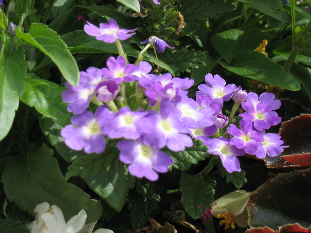 Purple flowers More flowers from Sweetie's pots, though th… Flickr