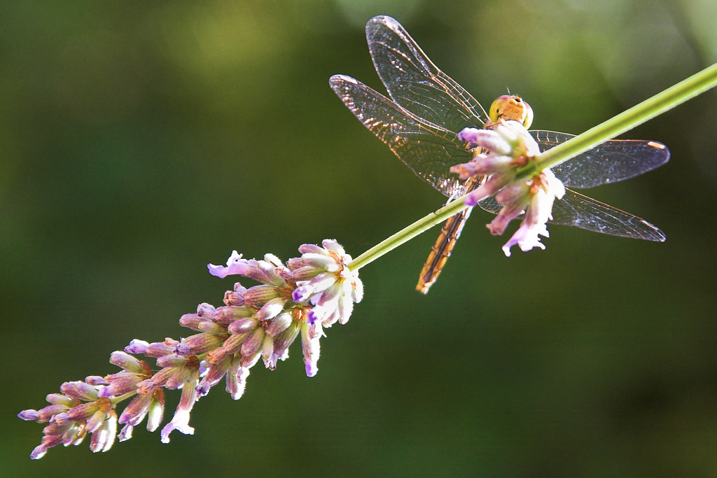 dragonfly on lavender lysander07 Flickr