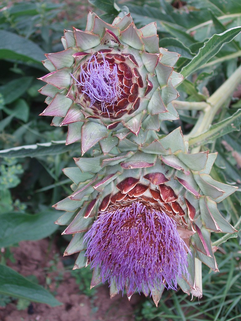 Ant farm! Globe artichokes playing host to ants. View larg… Flickr