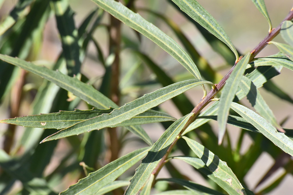 Seep willow (Plants of the Middle Rio Grande Bosque) · iNaturalist