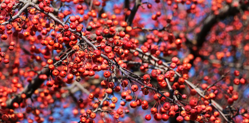 Explosion de petits fruits, Berry Blast La plupart des arb… Flickr