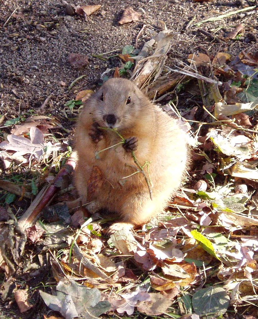 Prairie dog Prairie dog in Leipzig Zoo Udo Schröter Flickr